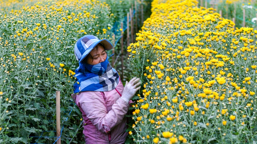 Hanoi’s largest flower village busy preparing for Tet